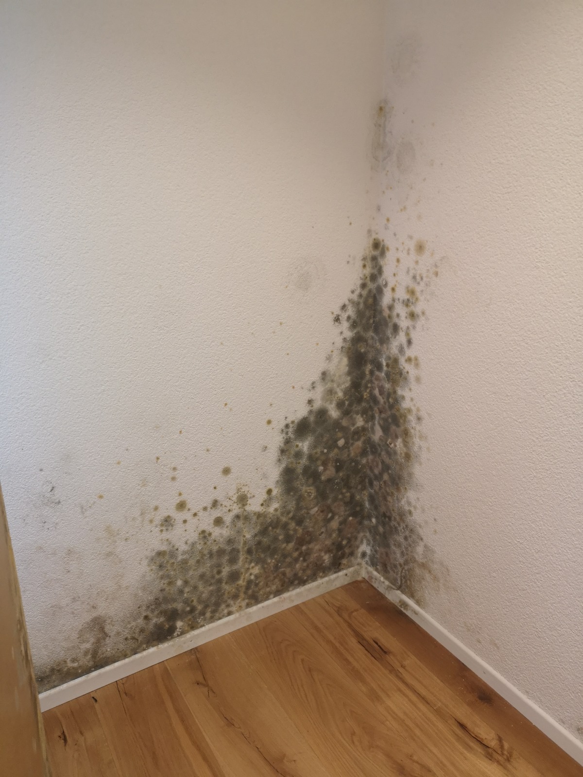 Schimmelbild