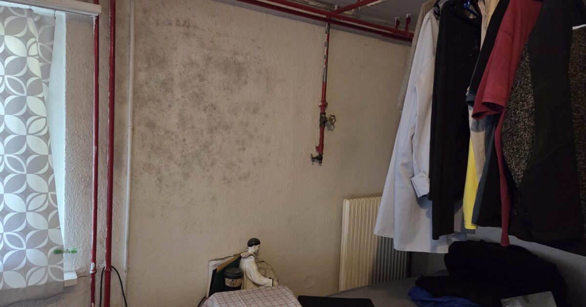 Schimmel in der Wohnung