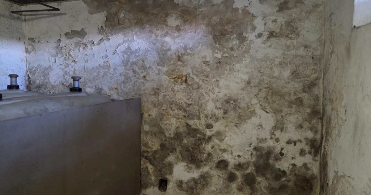 Professionelle Wanddiagnose – sinnvoll & sicher