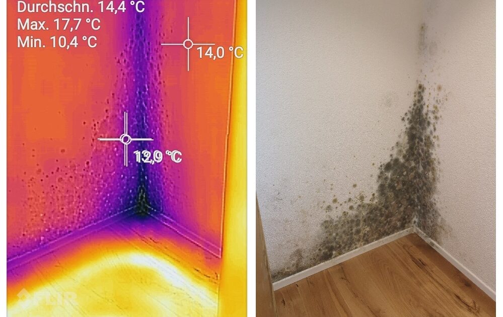 Schimmel in der Wohnung