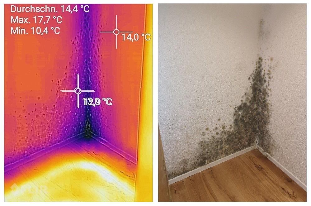 Schimmel in der Wohnung