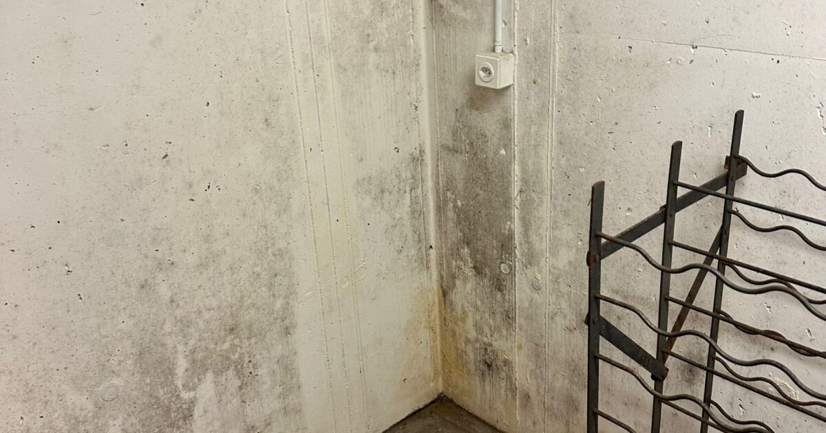 Schimmelgutachten Versicherung: So wird Ihr Gutachten anerkannt