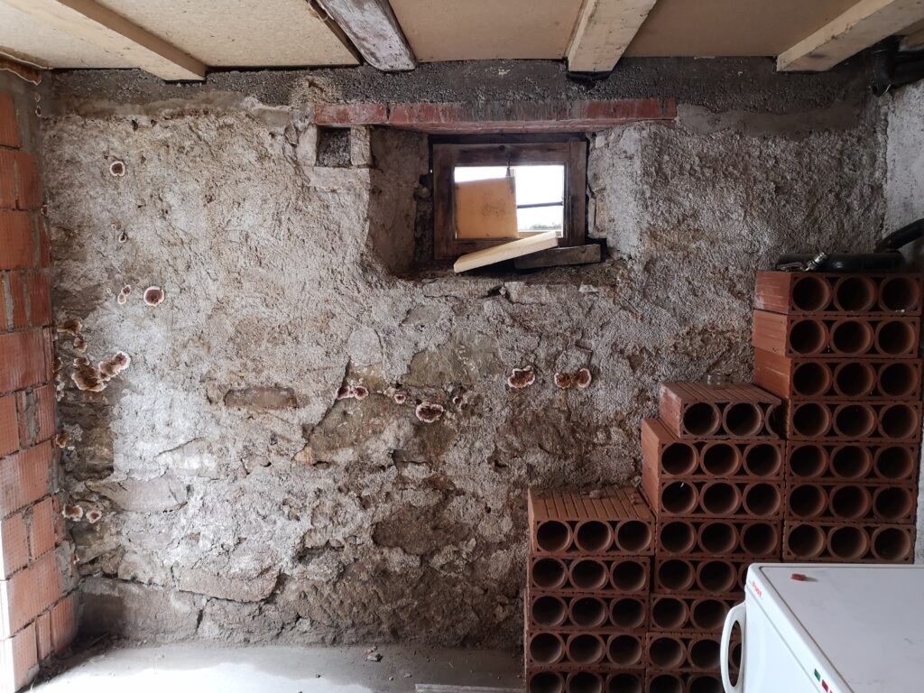 Der Hausschwamm entwertet ein Haus komplett, ohne Sanierung wird sich kein Käufer finden