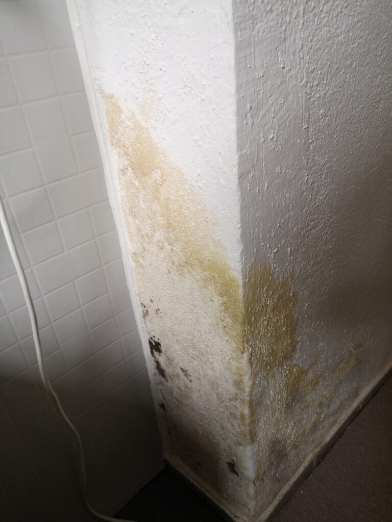 Schwarzschimmel erkennen – typischer Befall an einer feuchten Wand