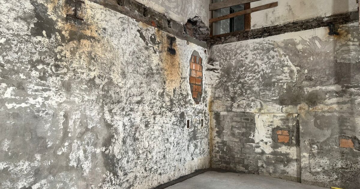 Schimmelsanierung besser nach Schimmelreset