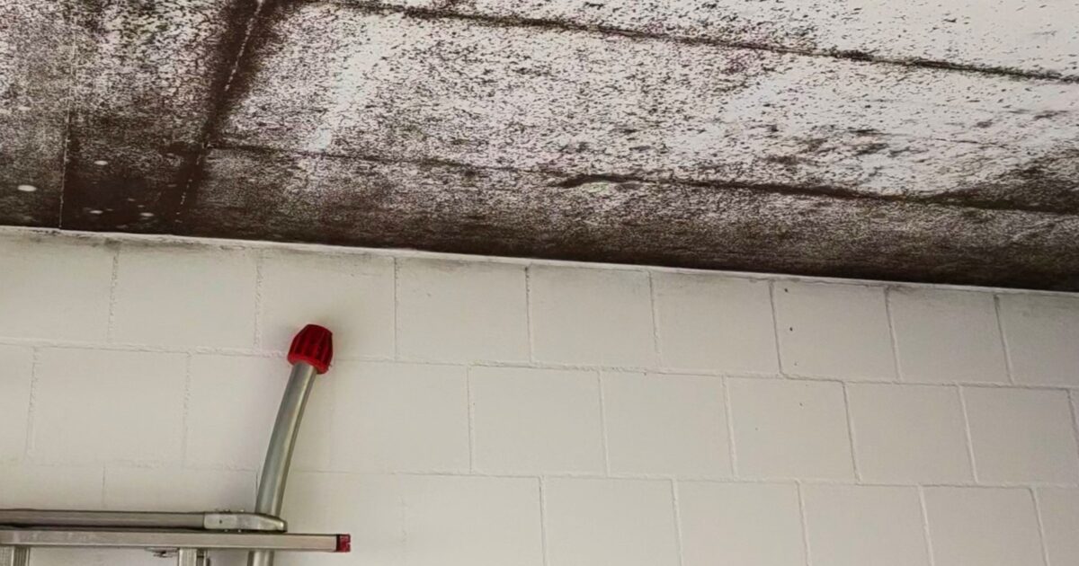 Schimmel auf Beton entfernen
